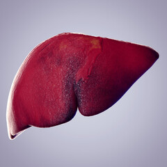 3d rendered illustration of the  liver