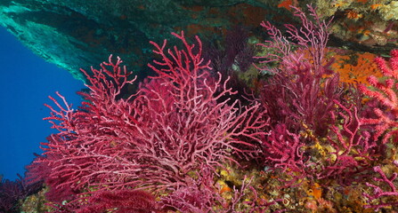 Naklejka premium Red gorgonian soft coral (Paramuricea clavata) underwater in the Mediterranean sea, Costa Brava, Spain