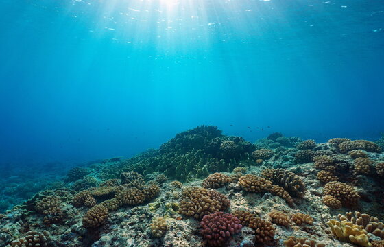 Coral reef ocean floor and natural sunlight underwater seascape, Pacific ocean, French Polynesia