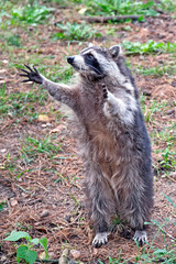Obraz premium Nordamerikanischer Waschbär ( Procyon lotor ).