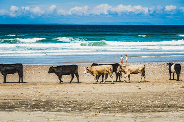 Herd of calm cows roaming undisturbed on a breach by the sea convey animal freedom concept. Group...