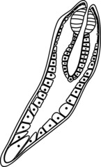 Coloring page with Redia of Sheep liver fluke (Fasciola hepatica) isolated on white background