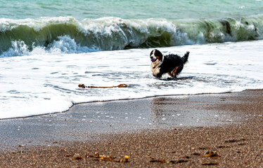Loose pet dog or puppy having fun with a strong sea wave. Healthy unleashed Bernese Mountain Dog...