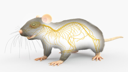3d rendered illustration of a rats anatomy - the nervous system