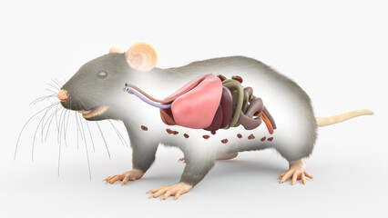 3d rendered illustration of a rats anatomy - the organs - obrazy, fototapety, plakaty