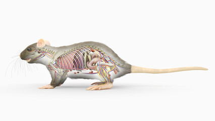 3d rendered illustration of a rats anatomy