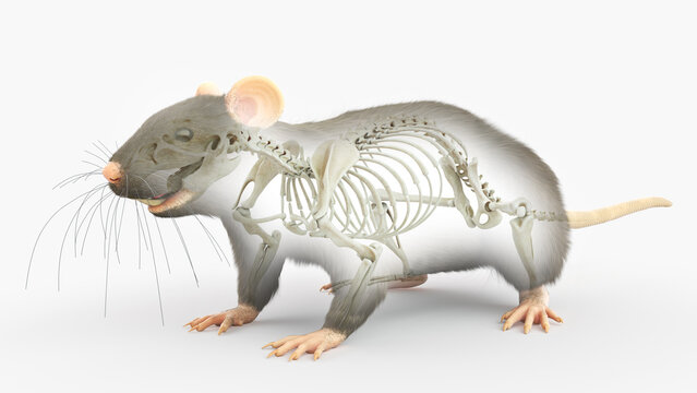 3d rendered illustration of a rats anatomy - the skeleton
