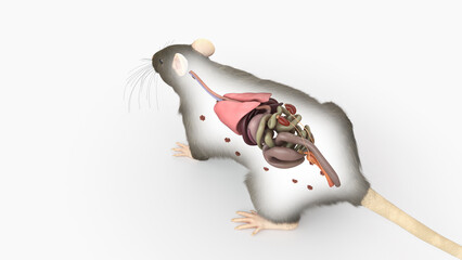 3d rendered illustration of a rats anatomy - the organs - obrazy, fototapety, plakaty