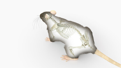 3d rendered illustration of a rats anatomy - the skeleton