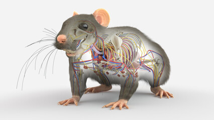 3d rendered illustration of a rats anatomy