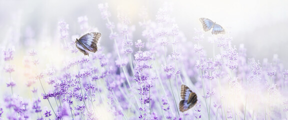Wide field of lavender and butterfly in summer morning, panoramic view background. Spring lavender background. Shallow depth of field. Lavender violet flowers lit by sunlight