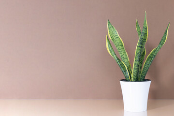 Home plant Sansevieria trifa in a modern white flower pot on a beige table on a brown background. House Gardening concept. Selective focus.