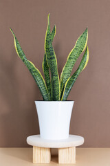 Home plant Sansevieria trifa in a modern white flower pot stands on a wooden pedestal on a beige table on a brown background. House Gardening concept. Selective focus.