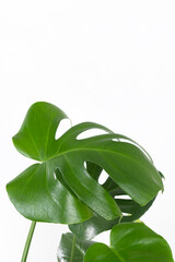 Fototapeta premium Beautiful monstera leaves or Swiss Cheese plant on a light background. Monstera in a modern interior. Minimalism concept. Copy space, selective focus