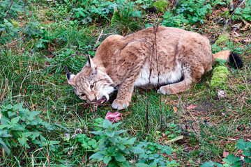 Eurasischer Luchs oder Nordluchs ( Lynx lynx ).