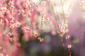 枝垂れ梅の花