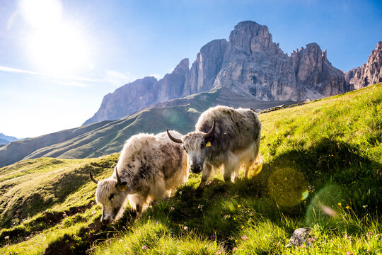 Italy, South Tyrol, Summer sun shining over two yaks grazing in alpine meadow with Langkofel and Plattkofel mountains in background