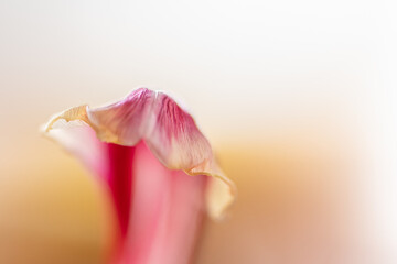 tulip petal in yellow/pink, close up