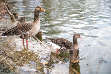 Fototapeta premium country goose on the beach