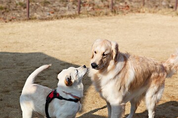 한국의강아지공원에서놀이를하는모습입니다
