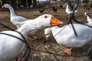 white goose on a farm