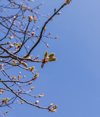 Flower buds on tree branches