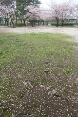 Obraz premium 雨の日の桜の花びら散った公園風景