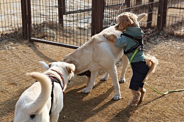 한국의강아지공원에서놀이를하는모습입니다