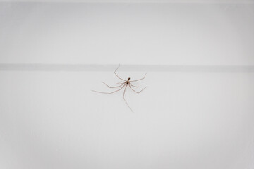 daddy long-legs spider on white wall inside a home in Australia