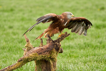 Red kite land on a stump, wings spread. green colors, front view, bird of prey, animal themes