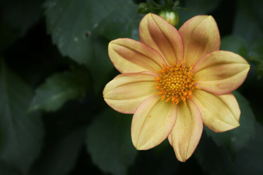 A growing vibrant dahlia kelsey