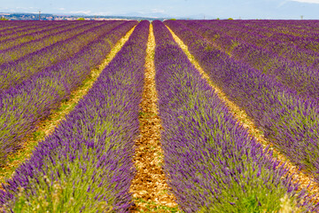 Fototapeta na wymiar Lavender fields in bloom in Provence