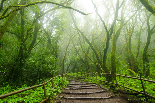 Mossy trees in the evergreen cloud forest of Garajonay National Park, La Gomera, Canary Islands, Spain.