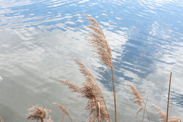 Panicle Phragmites australis in spring, in the wind, against the background of the sky reflected in the water. Selective focus