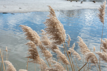 Panicle Phragmites australis in spring, in the wind, against the background of the sky reflected in the water. Selective focus