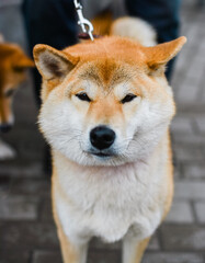 portrait of a shiba inu dog