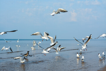 seagulls on the beach