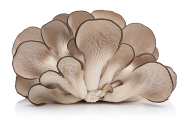 bunch of raw gill mushrooms looking like peacock's tail