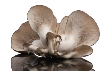 oyster fungus on white background promoting healthy lifestyle