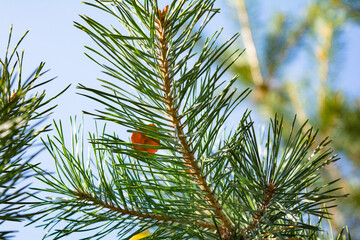 Fluffy pine branches. Pine branch on sky background with selective focus