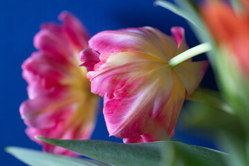 Tulip with blue background macro