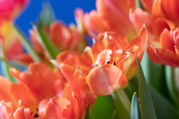 Tulip with blue background macro