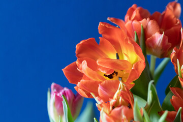 Tulip with blue background macro