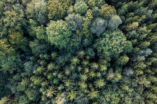 Aerial view of green canopies of mixed coniferous forest