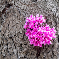 vivid lilac flowers bunch on tree trunk as a natural background