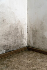 Black mold in the corner of the room wall, close-up, copy space. Vertical photo