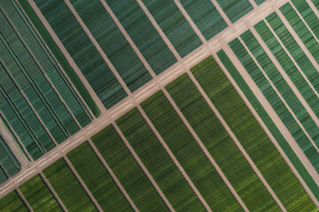 Drone view of green field with interconnecting footpaths