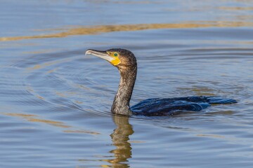Great Cormorant (Phalacrocorax carbo) over the sea in search of food in Vigo (Spain).