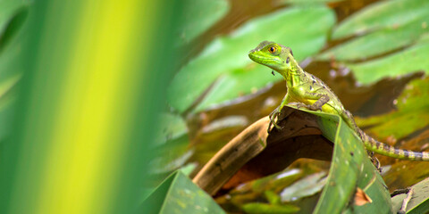 Plumed Basilisk, Green Basilisk, Jesus Christ Lizard, Basiliscus plumifrons, Tropical Rainforest, Costa Rica, Central America, America