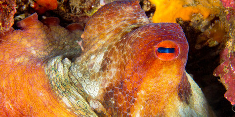 Common Octopus, Octopus vulgaris, Cabo Cope-Puntas del Calnegre Natural Park, Mediterranean Sea, Region de Murcia, Murcia, Spain, Europe